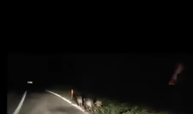 Yalova'da domuzlar kara yoluna indi