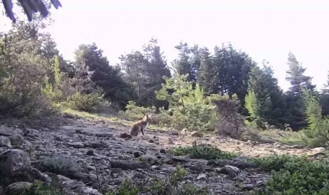 Karabük'te yaban hayvanlar fotokapana yakalandı