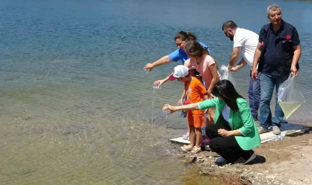 Çanakkale'de baraj ve göletlere 1 milyon 750 bin sazan yavrusu bırakıldı