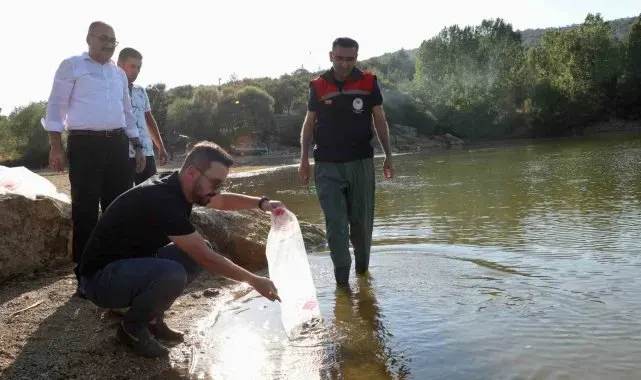Uşak'a 368 bin adet yavru sazan balığı bırakıldı