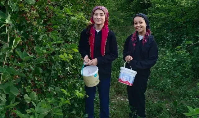 Erzincan'da böğürtlen hasadı başladı