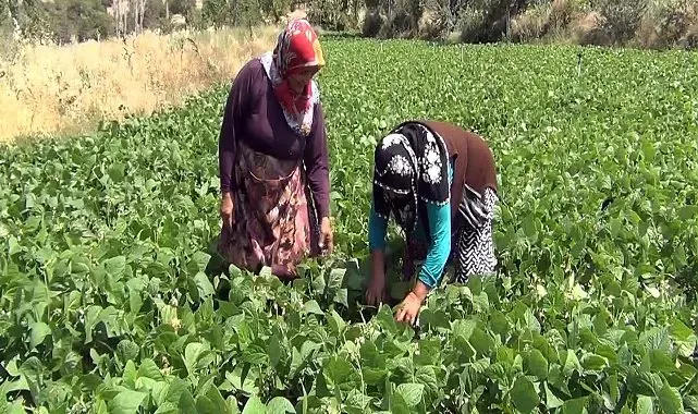 Aracı yok, doğallık var: Çiftçi hem üretiyor hem satıyor