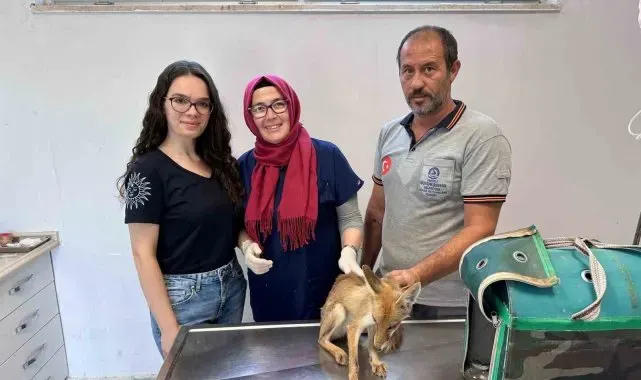 Aç ve bitkin halde bulunan yavru tilki bakımının ardından doğaya salınacak
