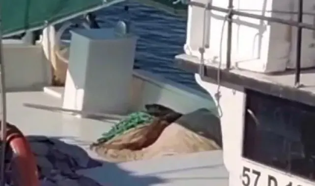 Sinop'ta nesli tükenmekte olan su samuru görüntülendi