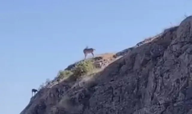 Nesli koruma altındaki dağ keçileri Harput'ta görüntülendi