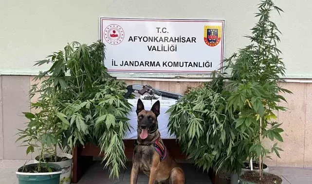 Kova içerisinde kenevir yetiştiren 2 şahsa jandarmadan operasyon