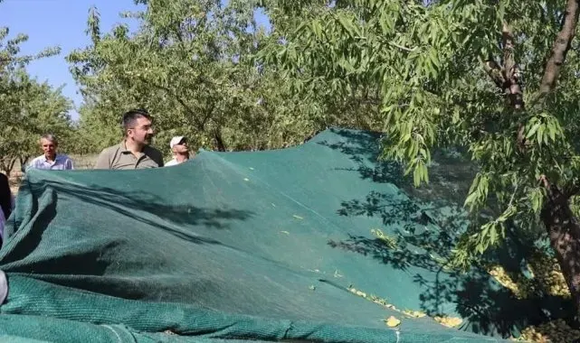 Selendi'de badem hasadı başladı