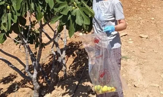 Bozdoğan'da incir üreticilerine hasat öncesi pestisit denetimi