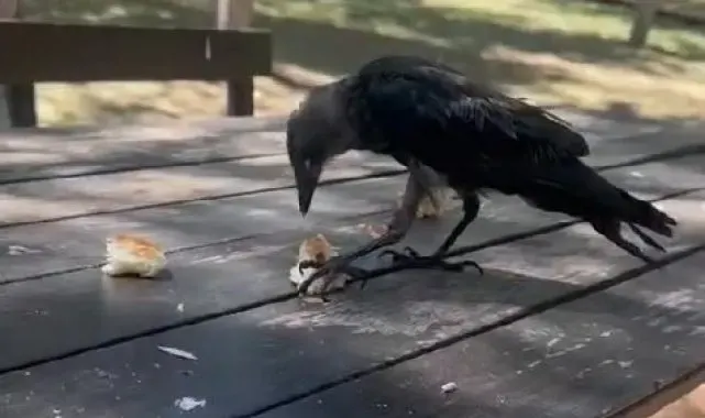 Masaya gelen karga kahvaltıya ortak oldu