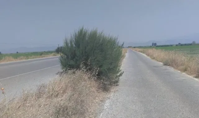 Yol kenarındaki otlar tehlike oluşturuyor