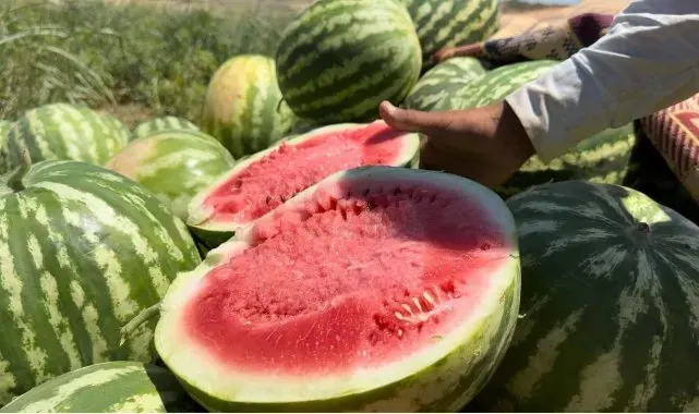 Şanlıurfa'da yerli karpuzun hasadına başlandı