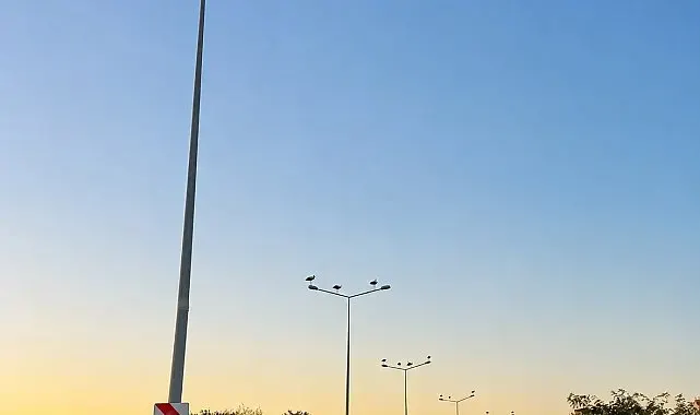 Muratlı'da leylekler direkleri mesken tuttu
