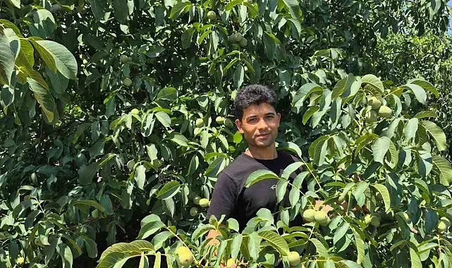Beyşehir'de dallar cevizle doldu