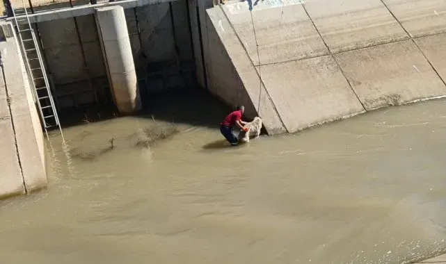 Diyarbakır'da sulama kanalına düşen köpek kurtarıldı