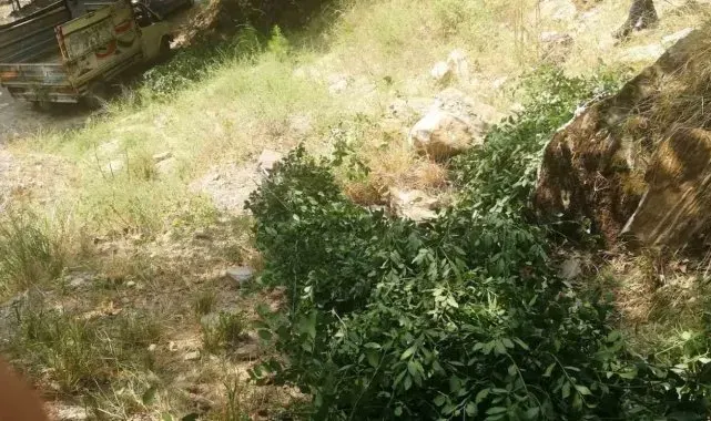 Ormanda kaçak ağaç kesen 3 şahıs yakalandı