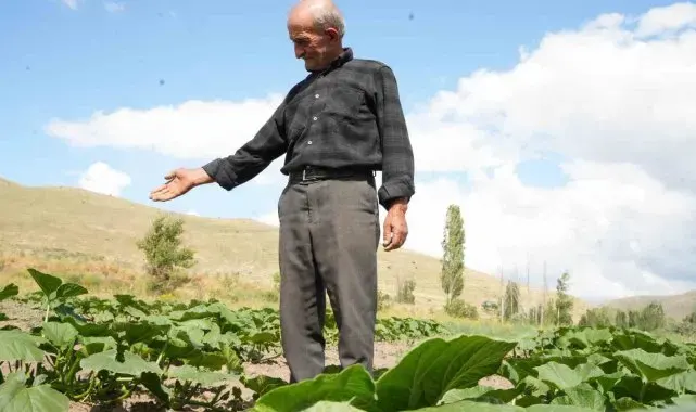 Ata tohumundan organik bal kabakları toprakla buluşturuldu