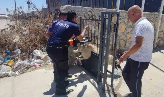 Demir kapıya sıkışan köpeği itfaiye ekibi kurtardı