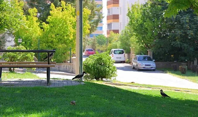 Kahramanmaraş'ta kargalar parkı mesken tuttu