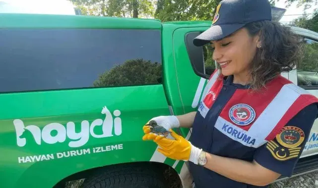 Yalı çapkını tedavi altına alındı