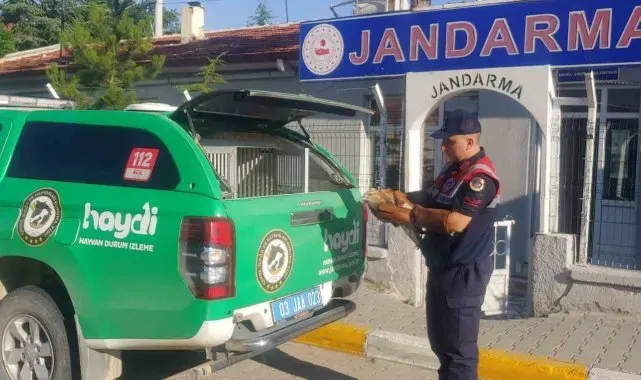 Jandarmanın bulduğu yaralı kızıl şahin koruma altına alındı