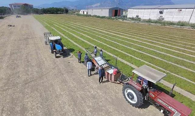 Üzüm üreticisini fire korkusu sardı