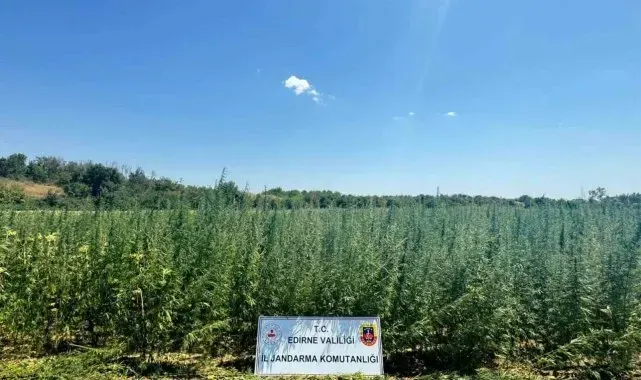 Ayçiçeği tarlasına 2 milyon kök kenevir ekti