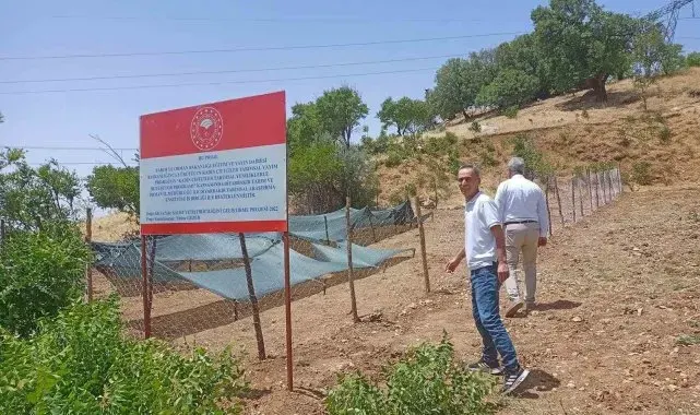 Siirt'te salep üretimi yapılacak