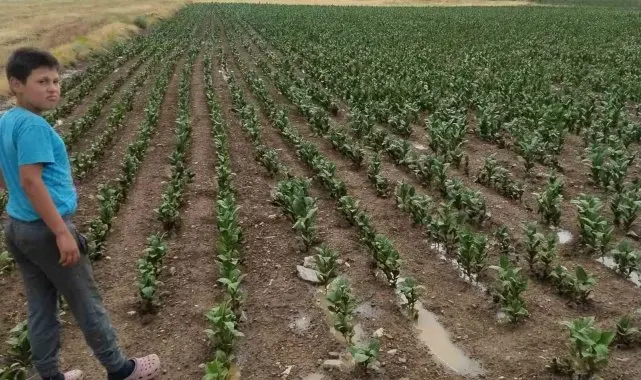 Tavas'ta 4 ay sonra yağan yağmur umut oldu
