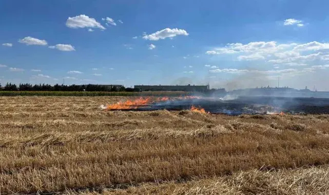Kırklareli'nde 100 dönüm arazi küle döndü