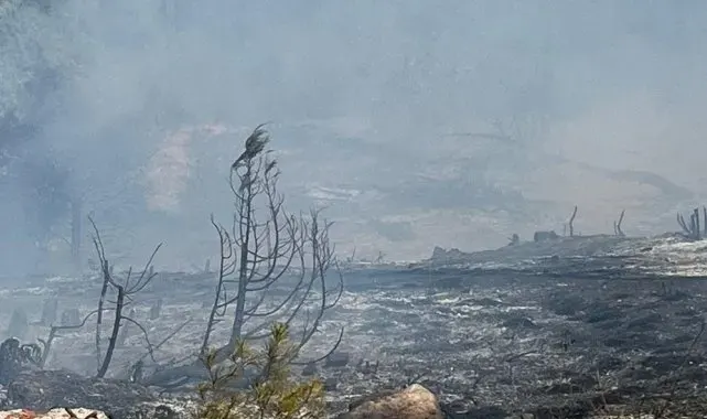 Sinop'ta orman yangını