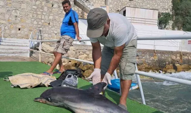 Kuşadası'nda ölü yunus karaya vurdu