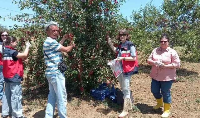 Kütahya'da kiraz ve vişne numunesi alımları
