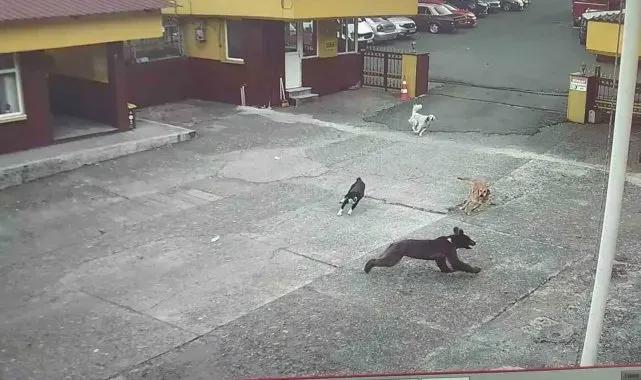 Rize'de çay fabrikasına giren yavru ayıyı köpekler kovaladı