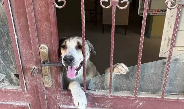 Antakya'da okul binasında mahsur kalan köpek kurtarıldı