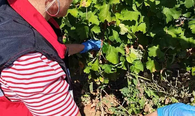 Tekirdağ'da üzüm bağlarında hasat öncesi pestisit denetimi
