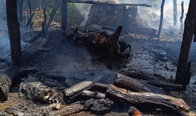Tokat'ta çıkan yangında 2 büyükbaş hayvan telef oldu