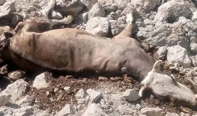 Gazipaşa'da yaylada inek ve buzağısı kurtlar tarafından telef edildi