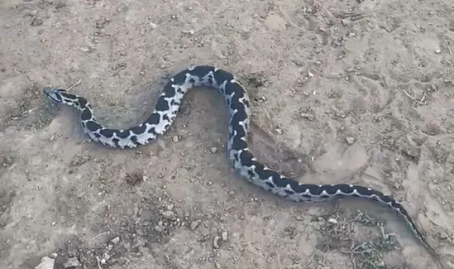 Çankırı'da Osmanlı engereği görüntülendi