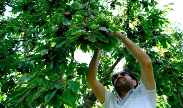 Erzincan'da dalları bastı kiraz