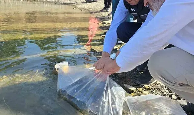 Bilecik'te gölet ve barajlara 512 bin sazan yavrusu salındı