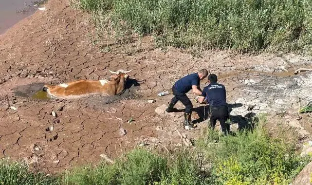 Bataklığa saplanan ineği itfaiye kurtardı