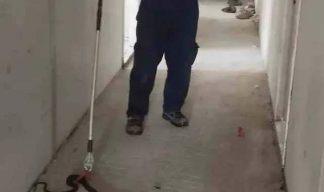 Konteynere giren yılanı itfaiye yakaladı