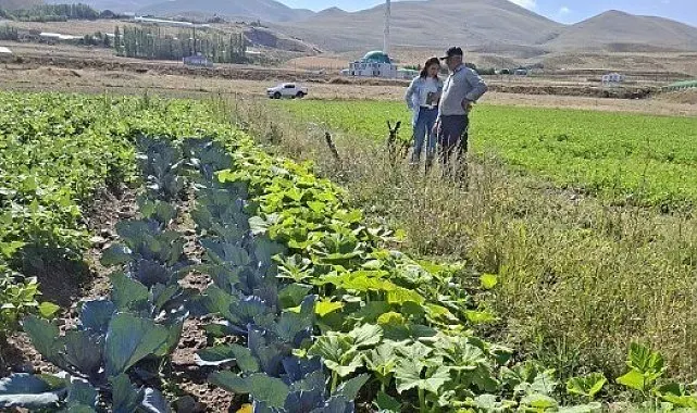 Erzurum'da kadın çiftçilerin kırmızılahana ve kereviz fidelerine sıkı takip