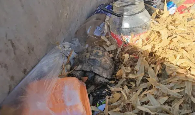Çöp konteynırına atılan kaplumbağaları temizlik görevlisi kurtardı
