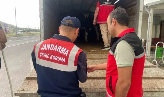 Jandarma'dan kurbanlık nakli yapan araçlara denetim