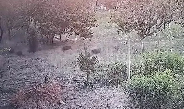 Yerleşim yerine inen domuz sürüsü kameraya yansıdı