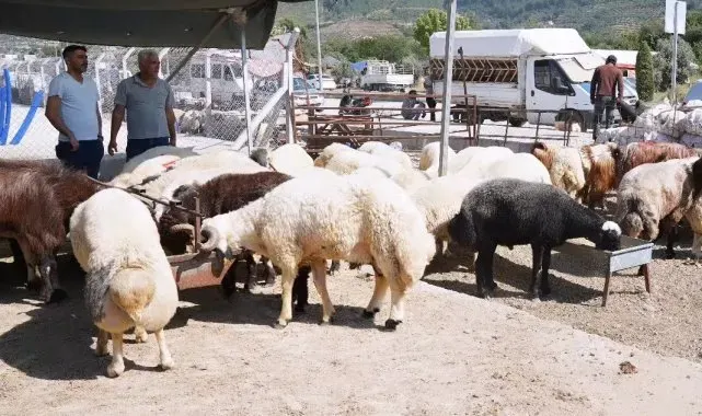 Osmaniye'de Kurban Bayramı öncesi hayvan pazarında denetim