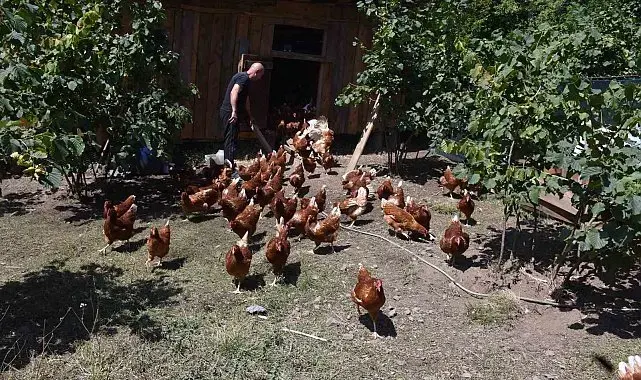 Dükkanını kapattı, köyünde hobi olarak başladığı tavukçulukta müşterilere yetişemiyor
