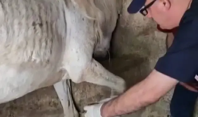 Ayağına çivi batan atın yardıma veteriner hekimler koştu