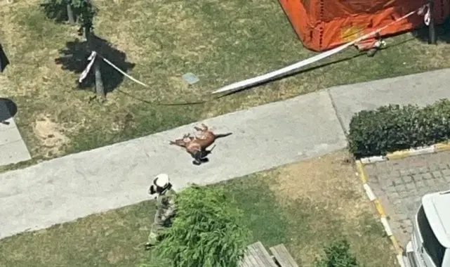 Başakşehir'de emekli polis memuru dehşet saçtı, polis köpeğini vurup camdan aşağıya attı